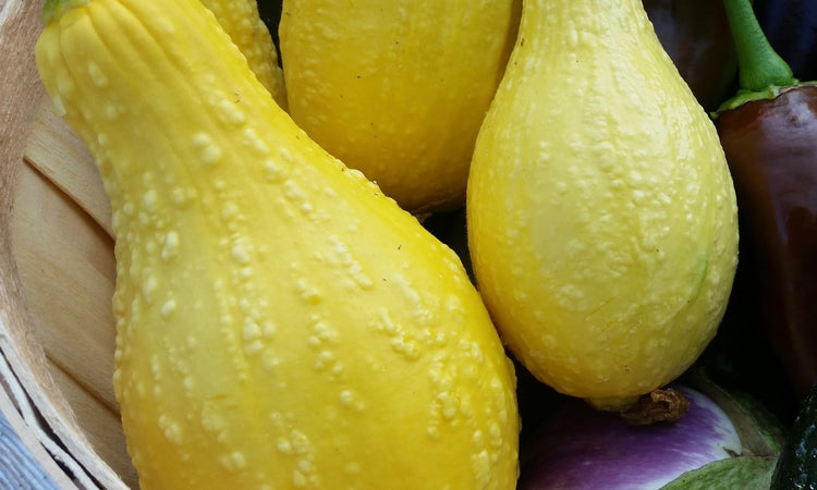 Summer Squash