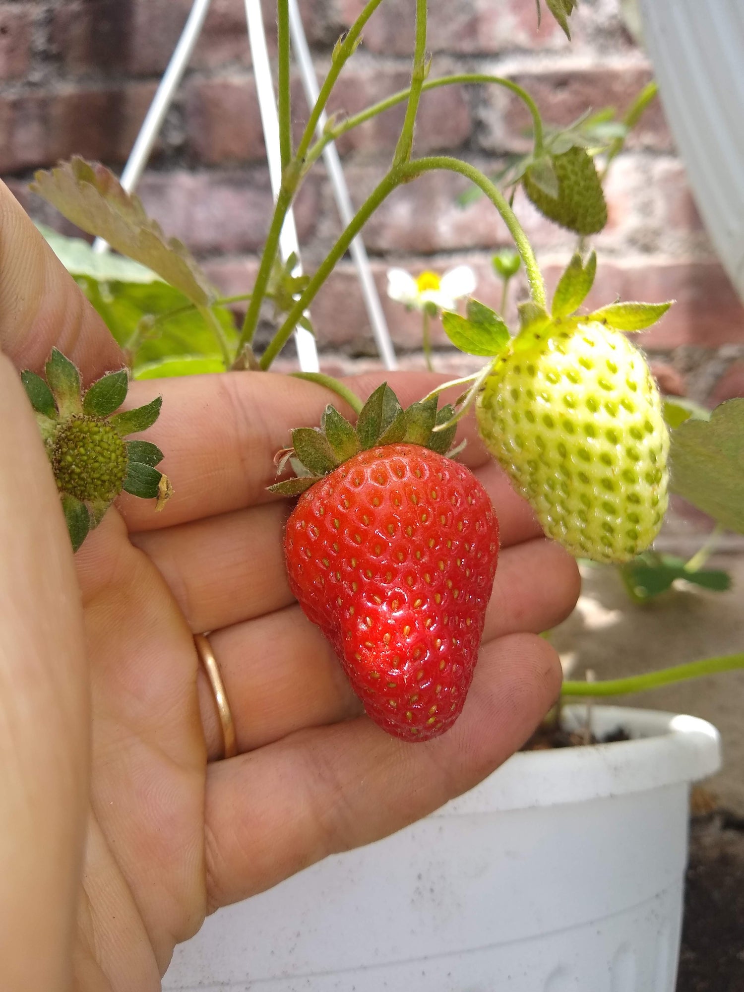Strawberry
