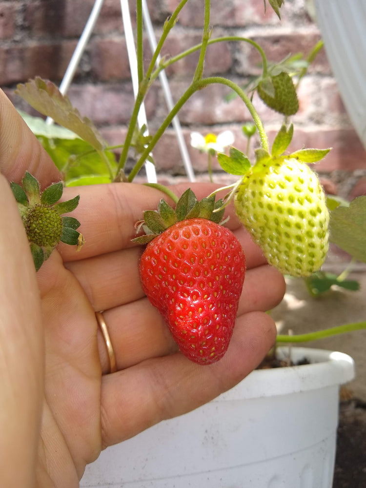Strawberry