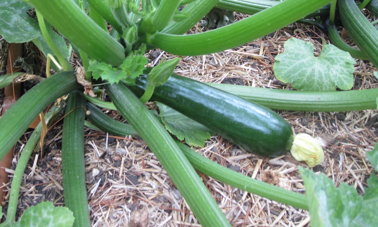 Zucchini