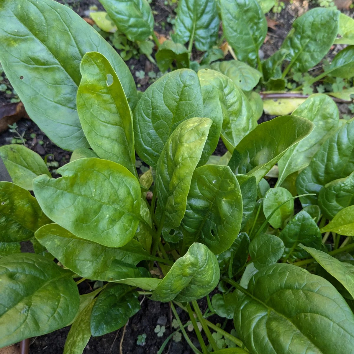 Spring Starter Garden