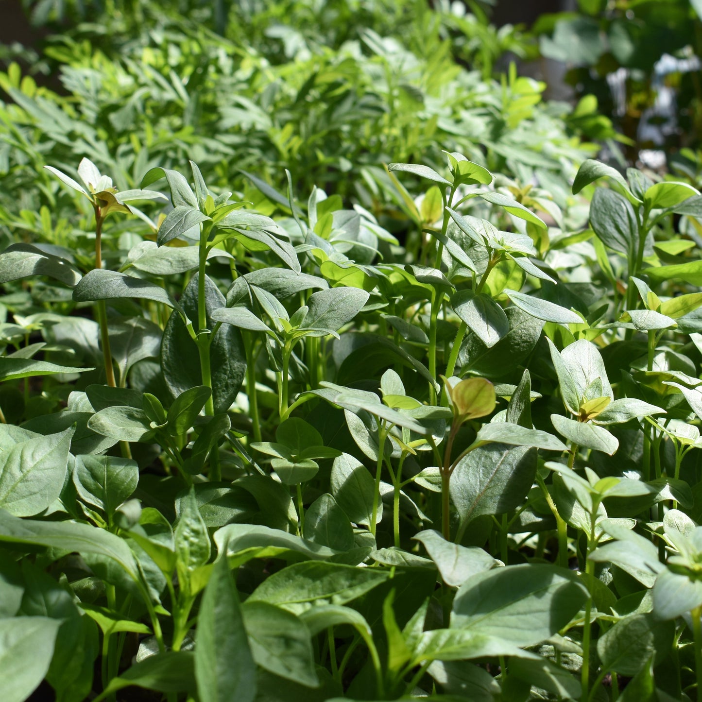 Snapdragon, Rocket Mix