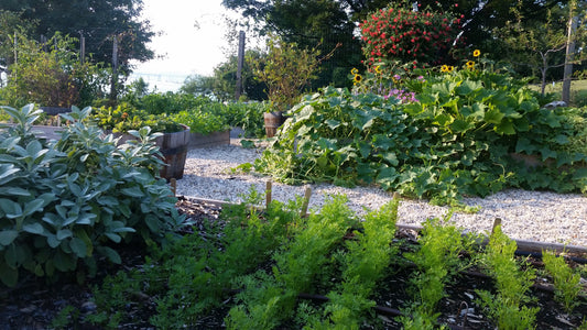 Spring Starter Garden