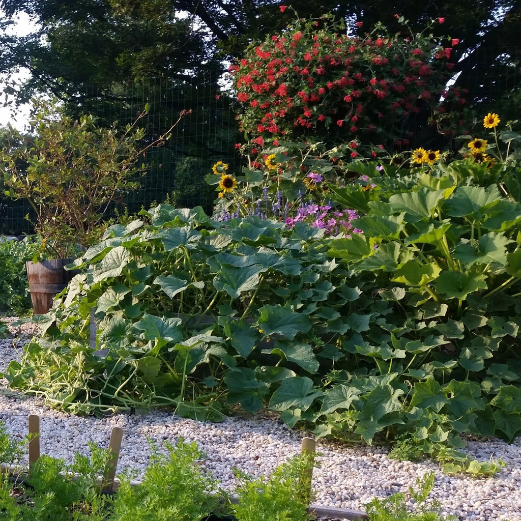 Backyard Farmer Bundle