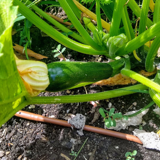 Zucchini, Dunja