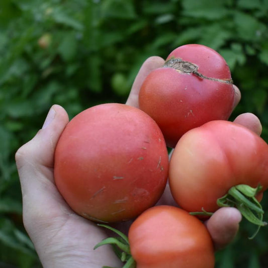Tomato, Arkansas Traveler