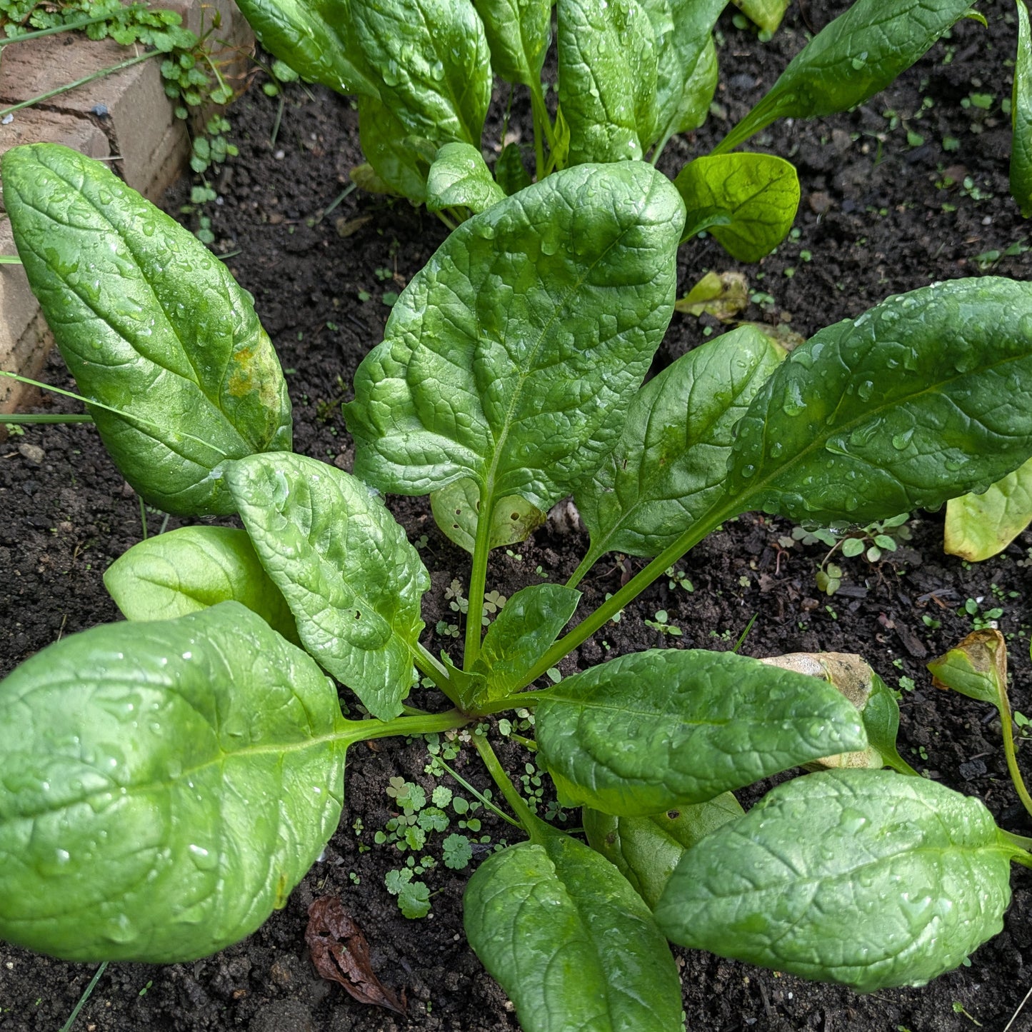 Spinach, Space