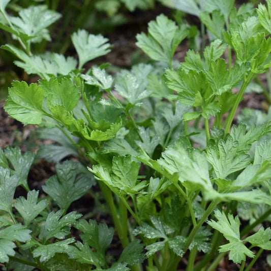 Parsley, Italian Flat Leaf