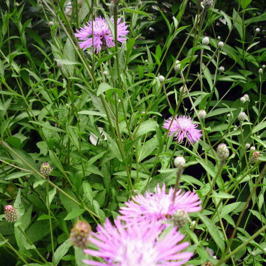 Pink Bachelor Buttons with green leaves in a natural setting