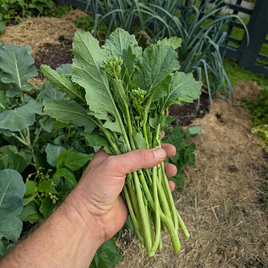 Hand holding a bundle of broccoli raab with garden background