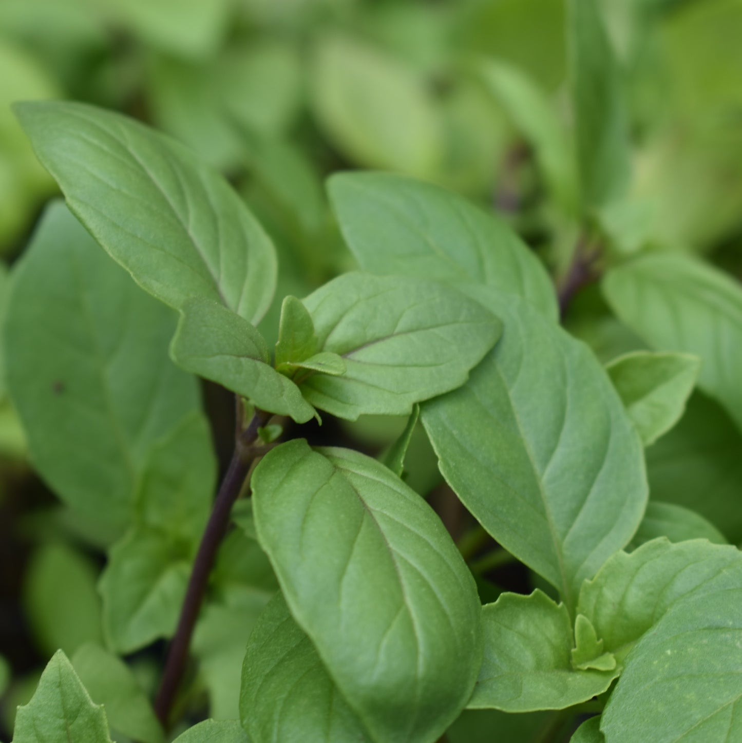 Basil, Thai