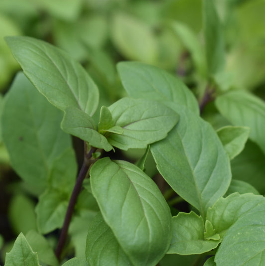 Basil, Thai