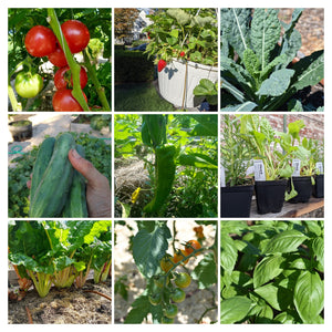 Ultimate Kitchen Garden