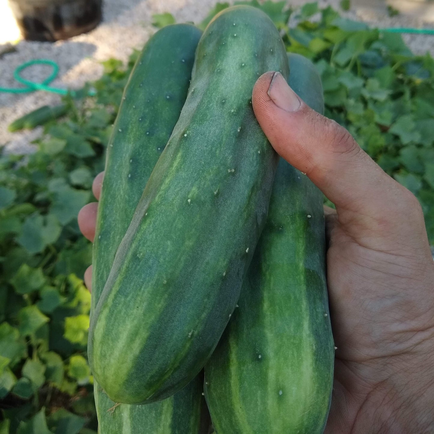 Complete Kitchen Garden
