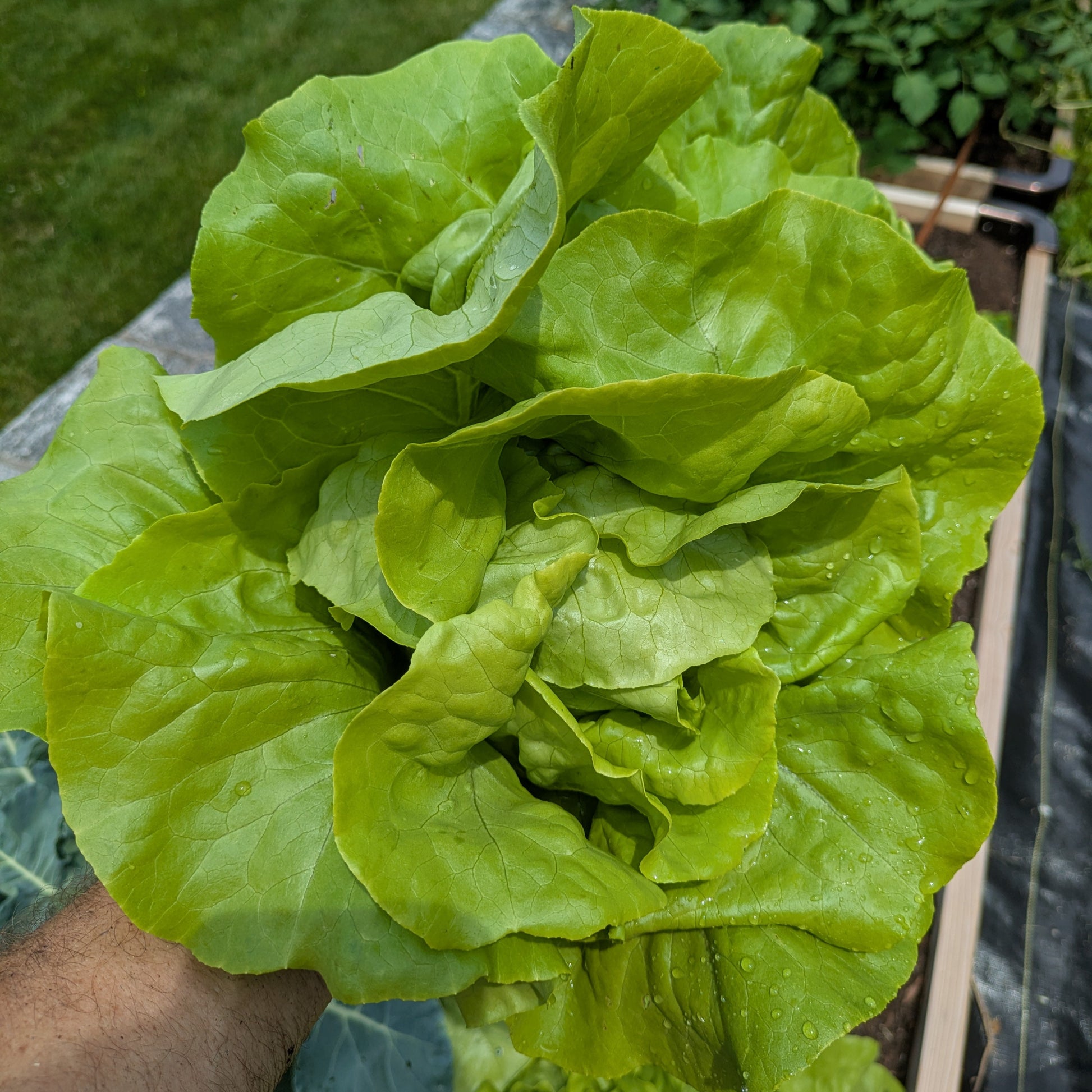 Bunch of fresh green lettuce - Optima Bunttercrunch - with a  garden background