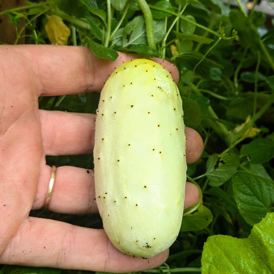 Cucumber, Salt and Pepper