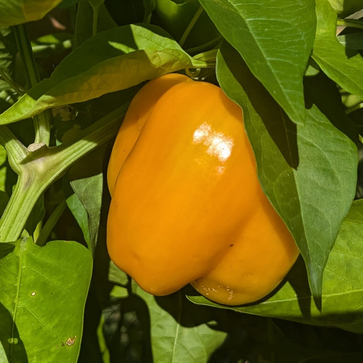 Sweet Pepper, Stoplight Orange