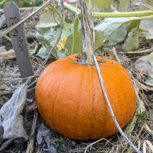 Winter Squash, Baby Bear Pumpkin