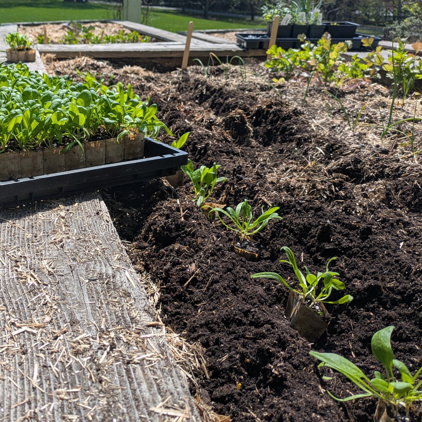 Season Starter Helper