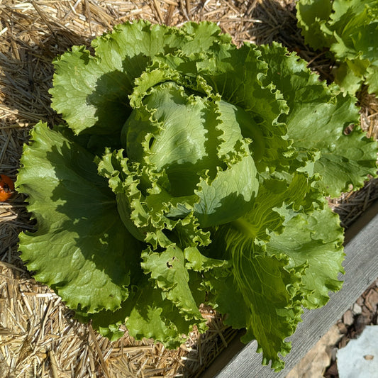 Lettuce, Crispino Iceburg
