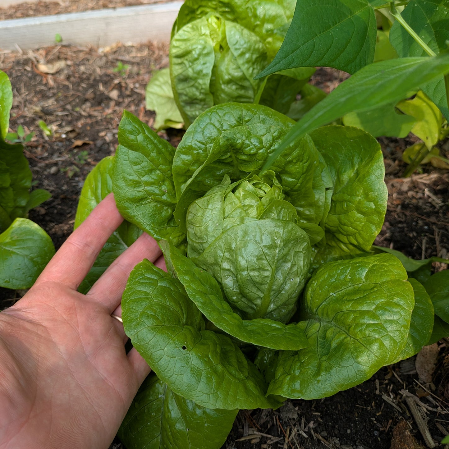 Complete Kitchen Garden