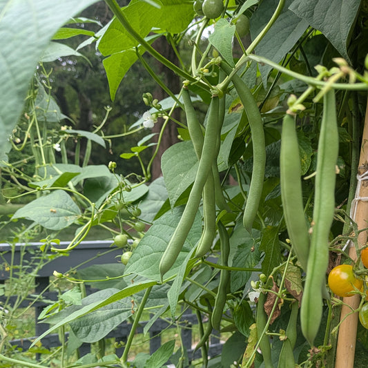 Bean, Seychelles Pole Bean