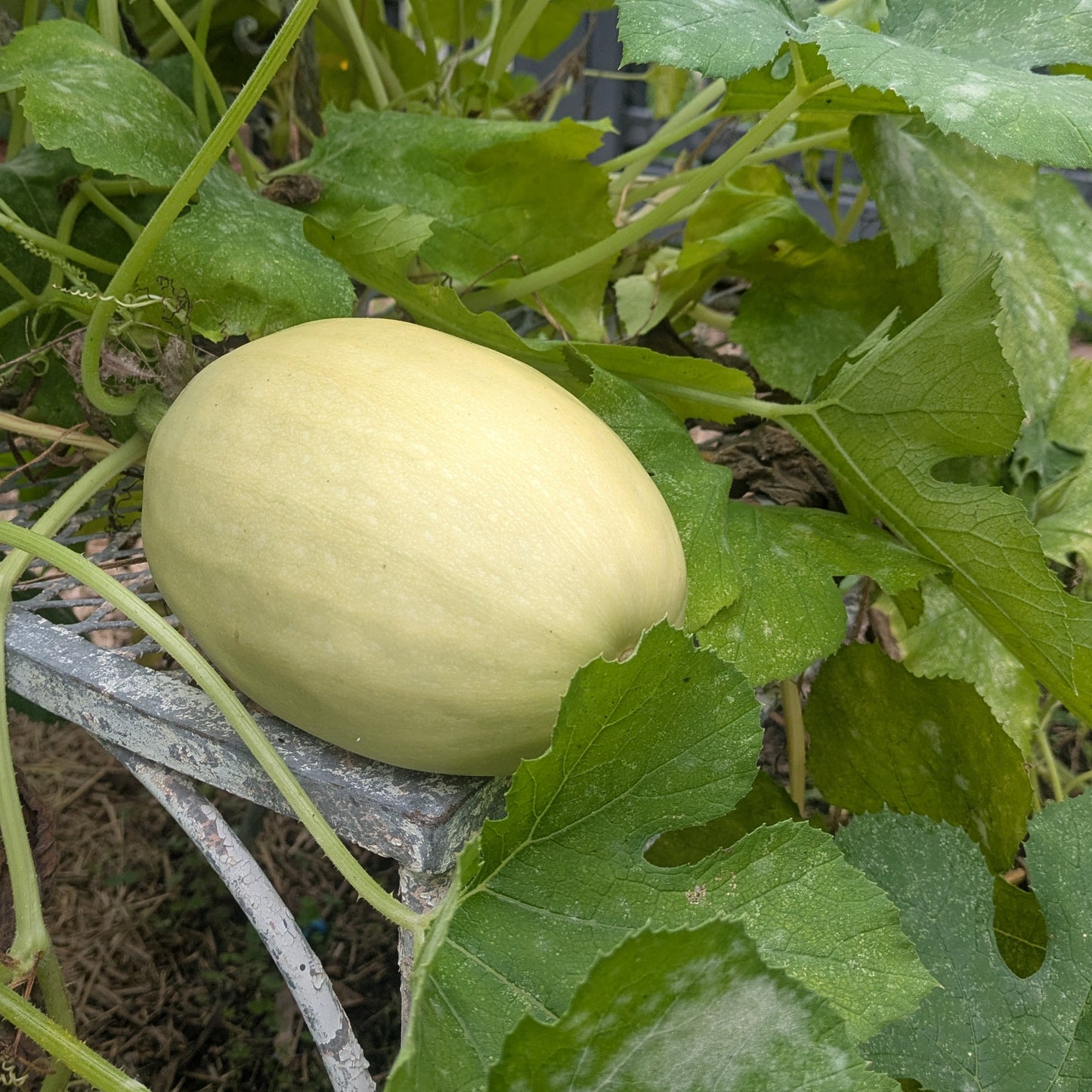 Winter Squash, Spaghetti