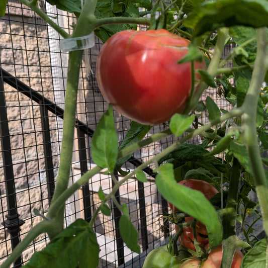 Tomato, Caimen