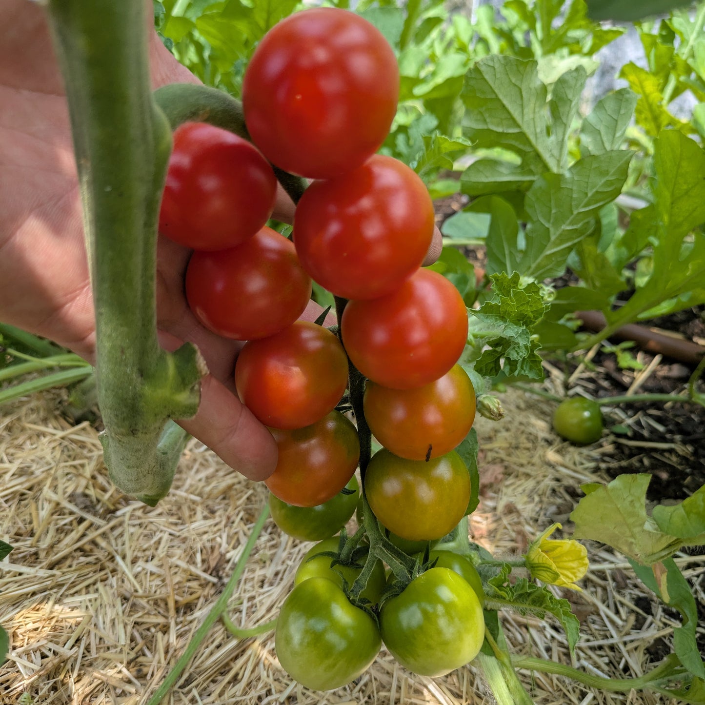 Tomato, Red Pearl