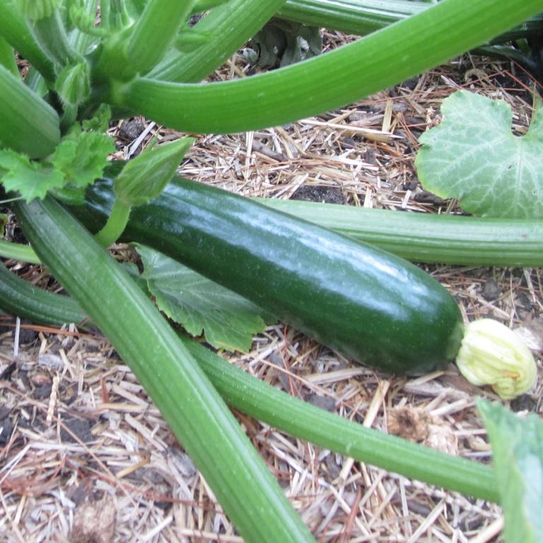 Complete Kitchen Garden
