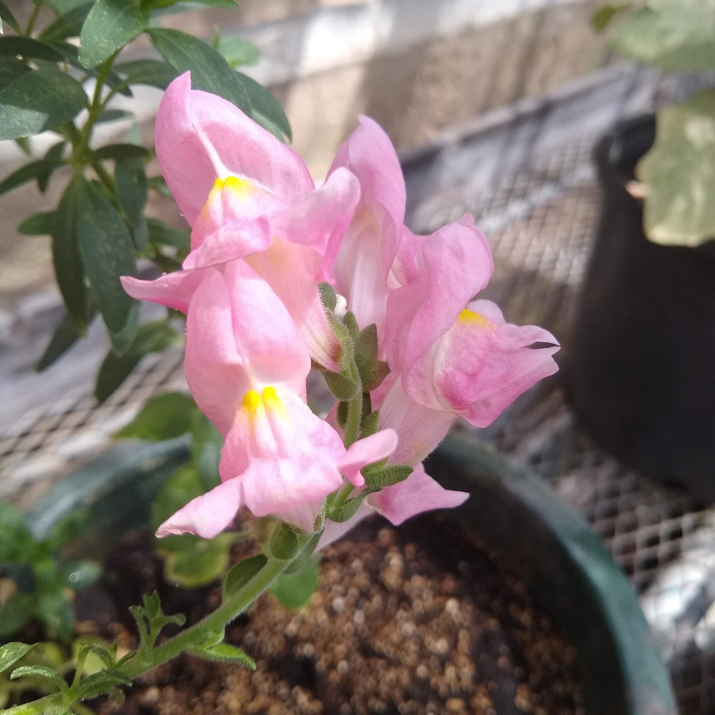 Snapdragon, Rocket Mix