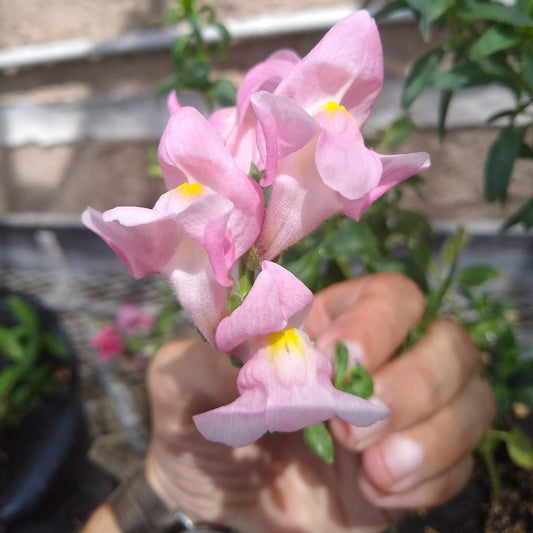 Snapdragon, Rocket Mix