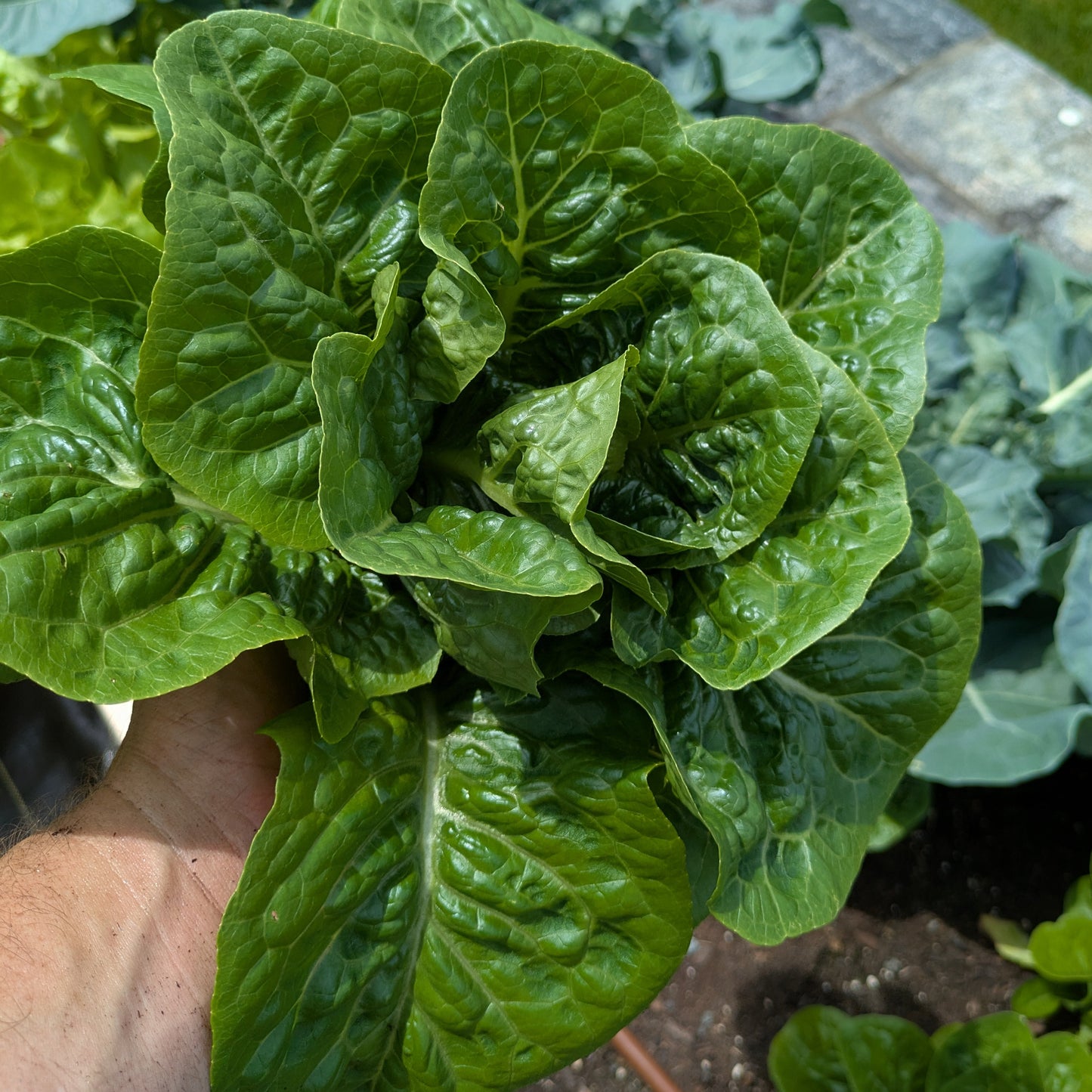 Complete Kitchen Garden