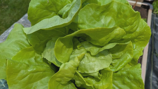 Lettuce, Optima