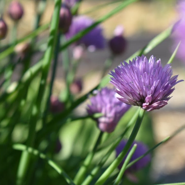 Complete Kitchen Garden