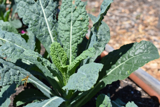 Kale, Dazzling Blue
