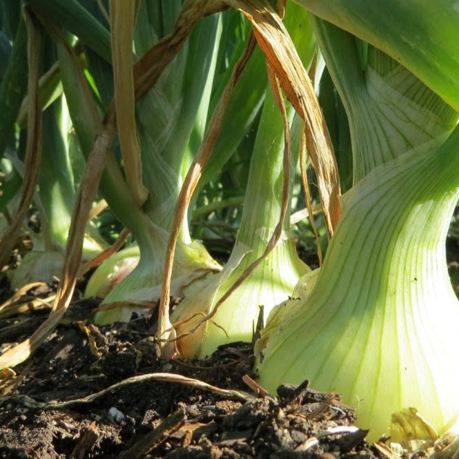 Spring Starter Garden