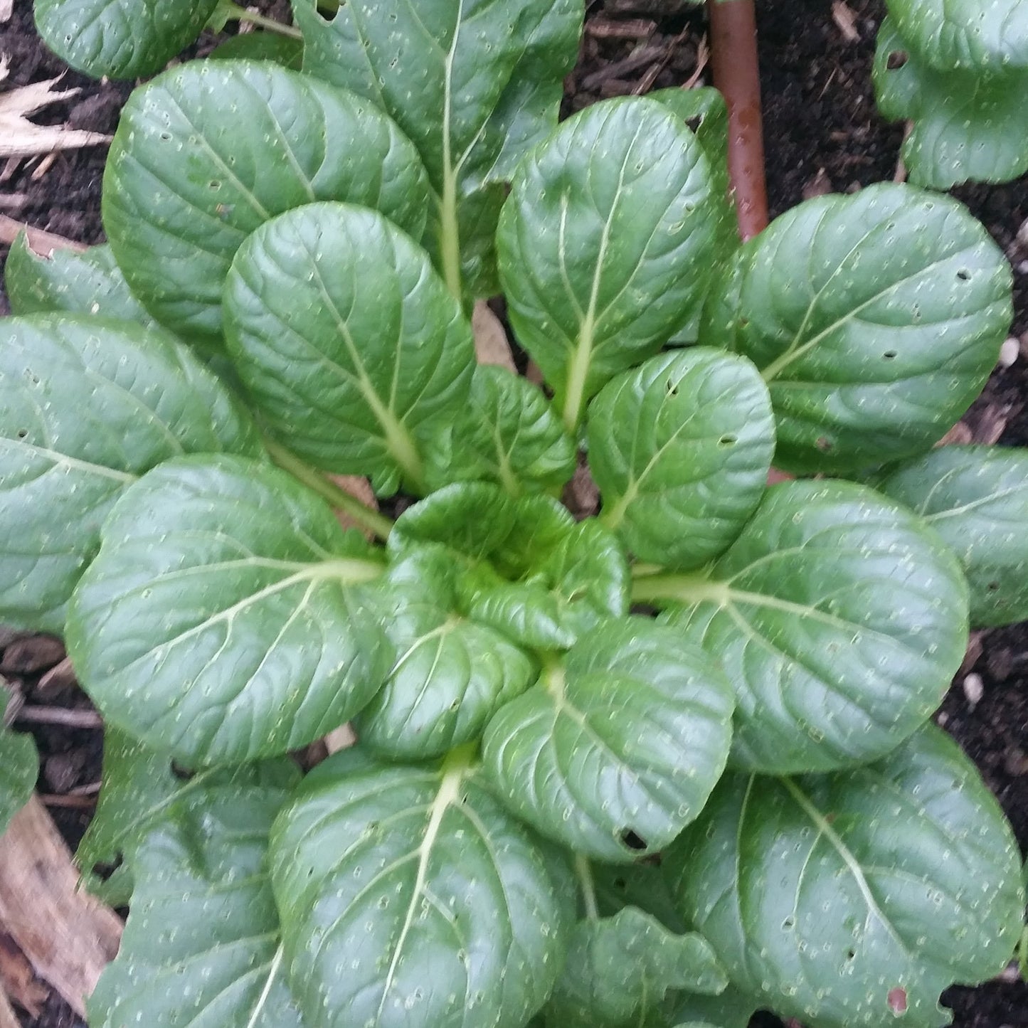 Pak Choi, Tatsoi