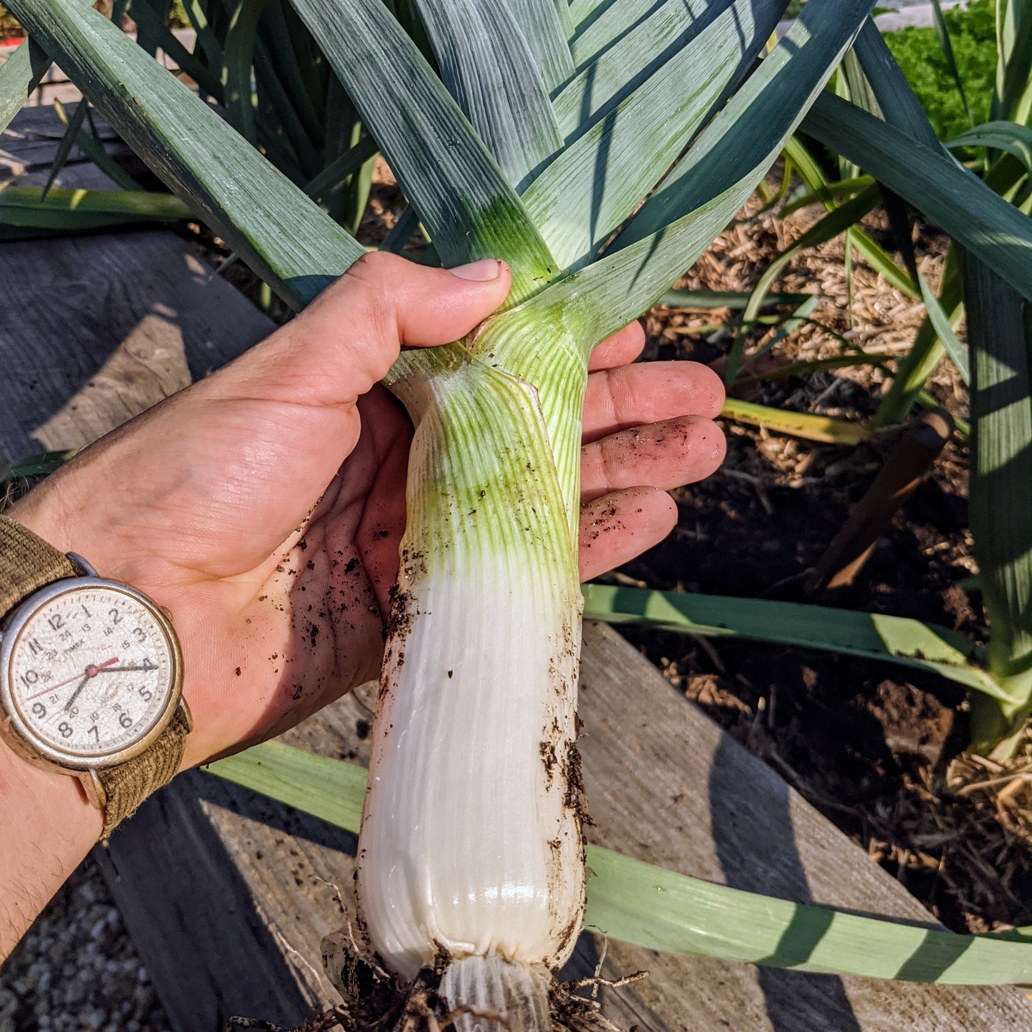 Spring Starter Garden