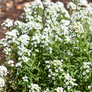 Alyssum, Sweet