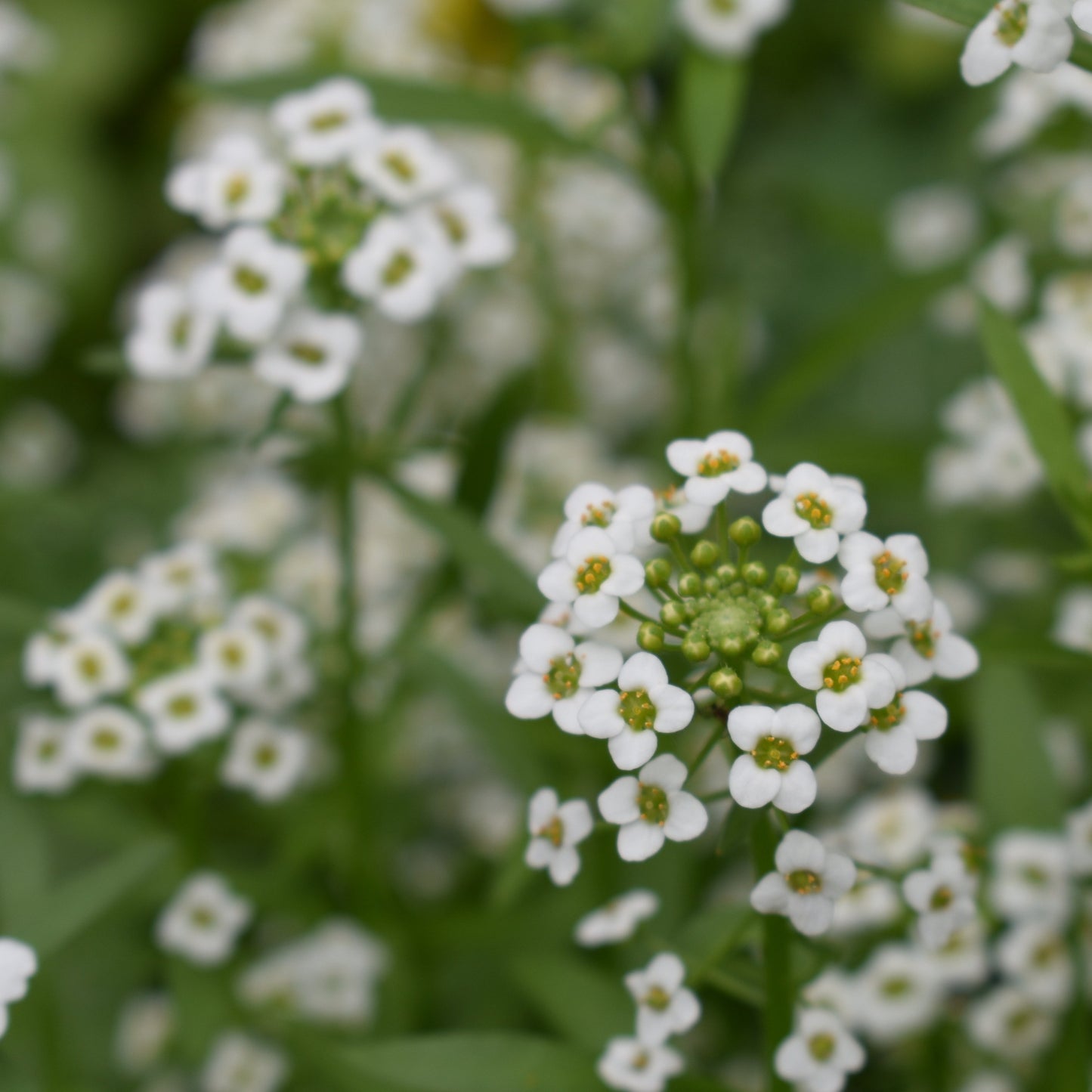 Alyssum, Sweet