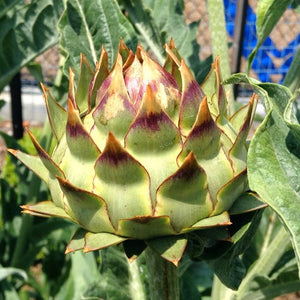 Artichoke, Wonder