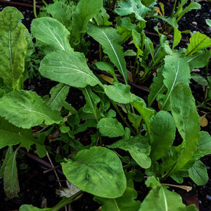 Arugula, Esmee