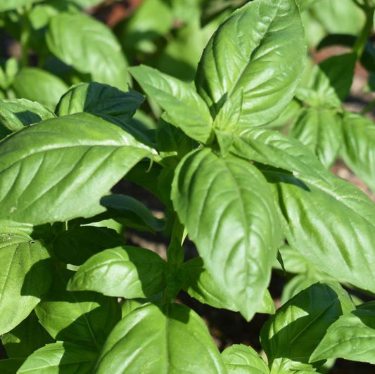 Basil, Genovese