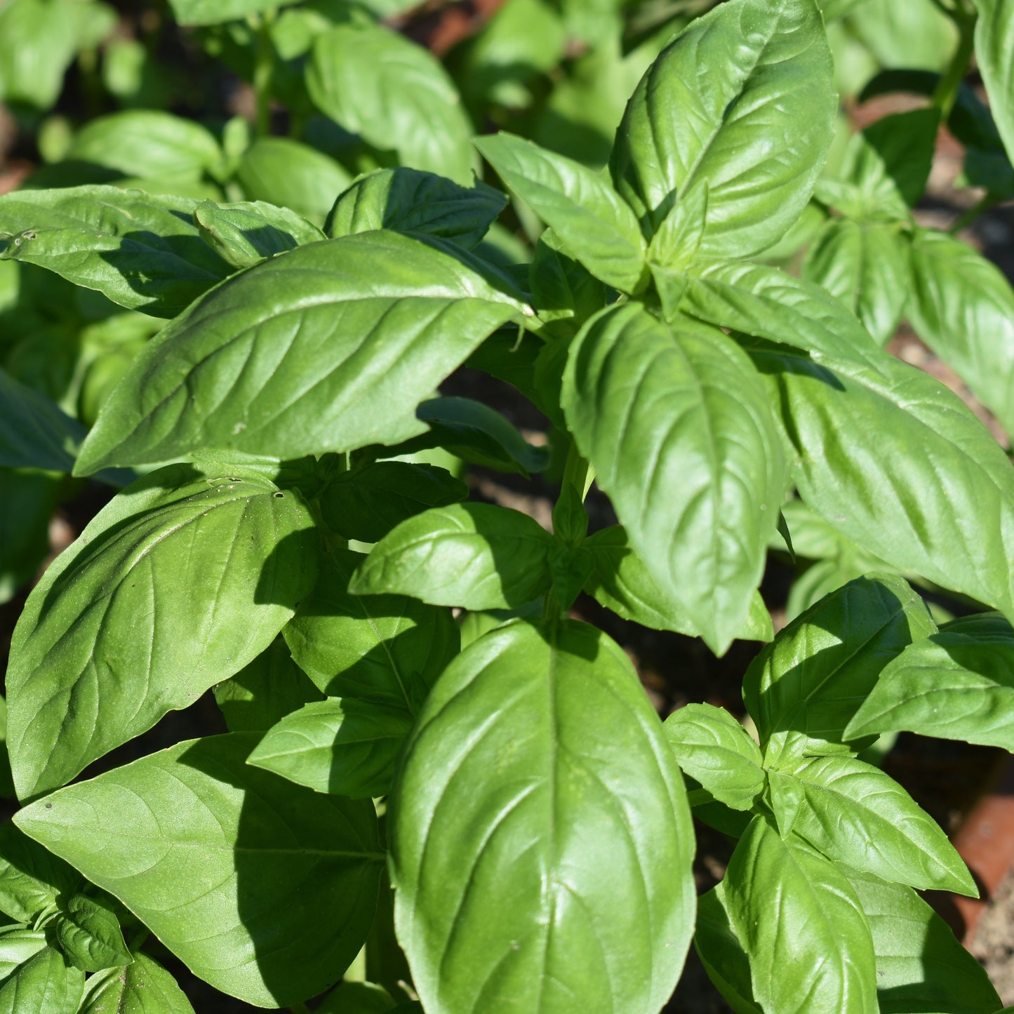 Basil, Genovese