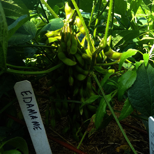 Bean, Panther Edamame