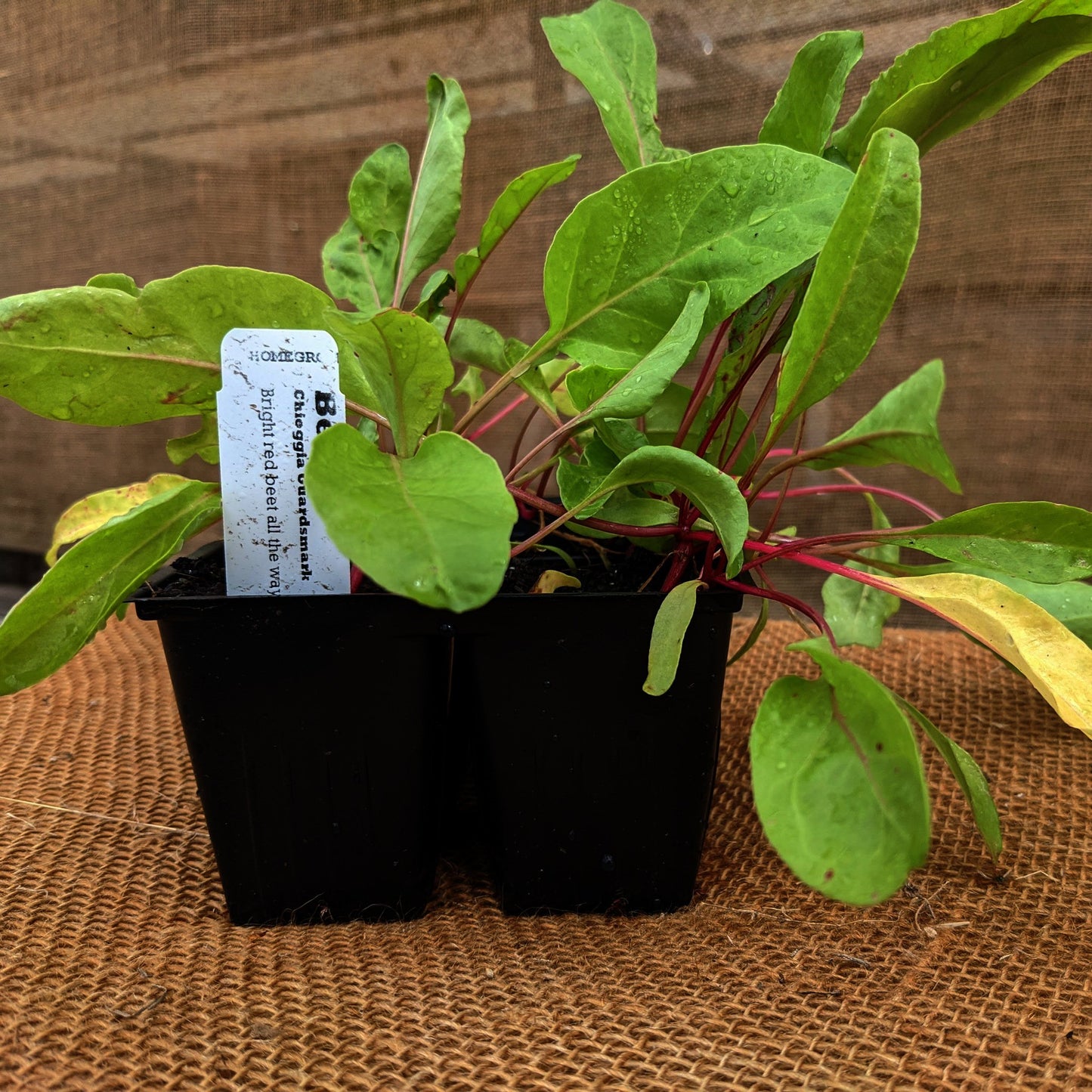 Beets, Chioggia Guardsmark