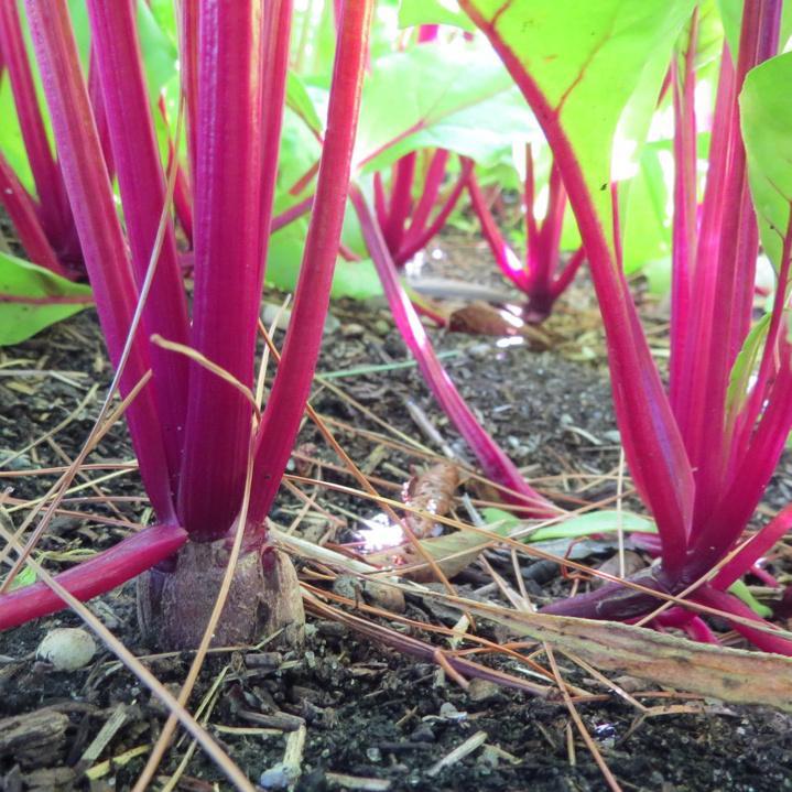 Beets, Chioggia Guardsmark