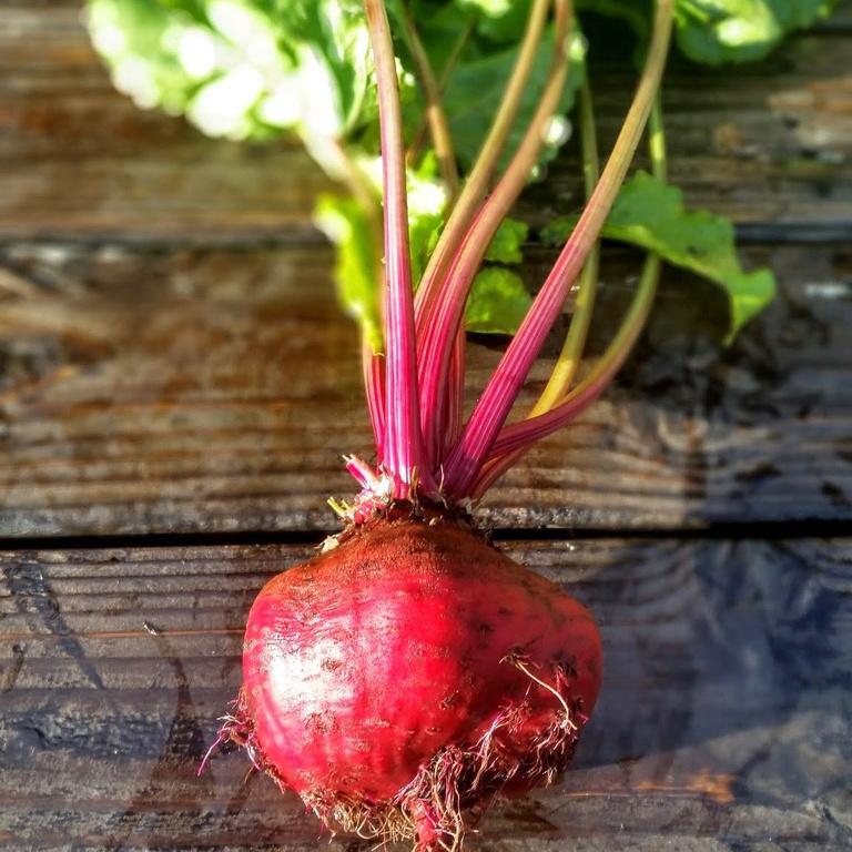Beets, Chioggia Guardsmark