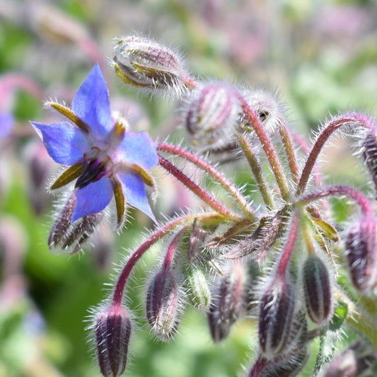 Borage